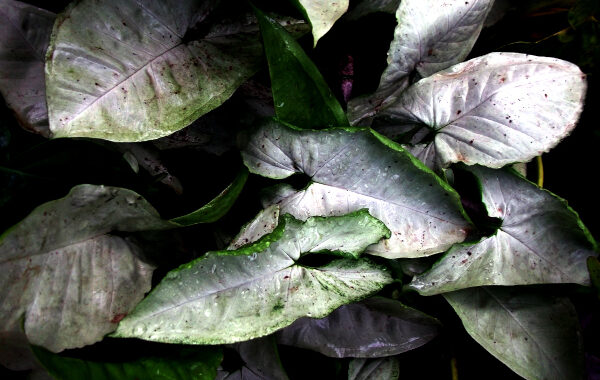 LEaves