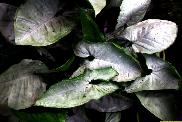 LEaves