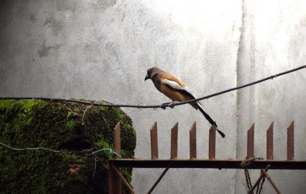 Nakamohan (Indian Paradise Flycatcher)